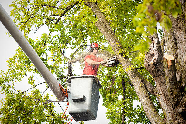 Port Dickinson, NY Tree Removal Services Company