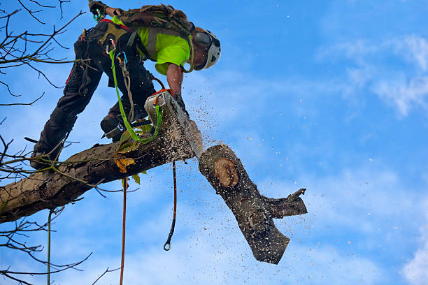  Port Dickinson, NY Tree Removal Services Pros